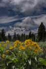 USA, Wyoming. Arrowleaf balsamroot and Mount Moran. Art Print